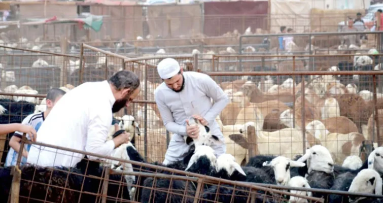 كيف يتم تقسيم الأضحية