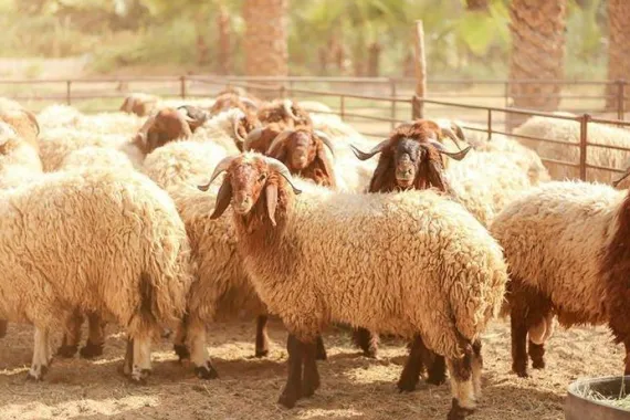 دعاء نية الأضحية وثوابها