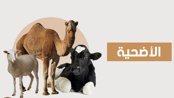 شروط الأضاحي من البقر والغنم