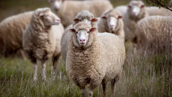 دليل الأضحية من القرآن