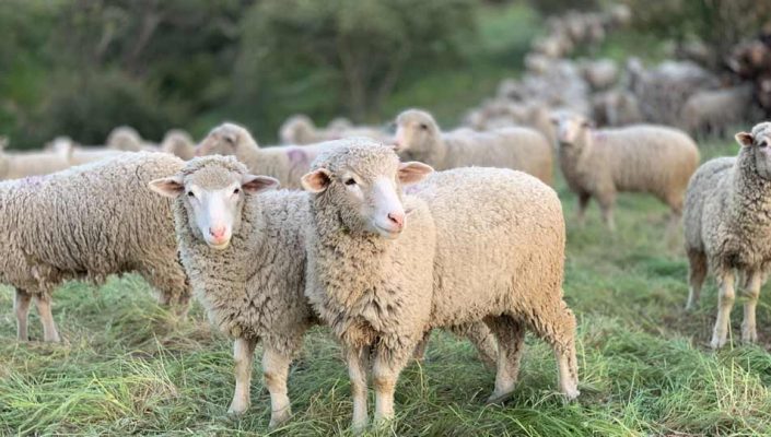 ما هي شروط الأضحية والمضحي