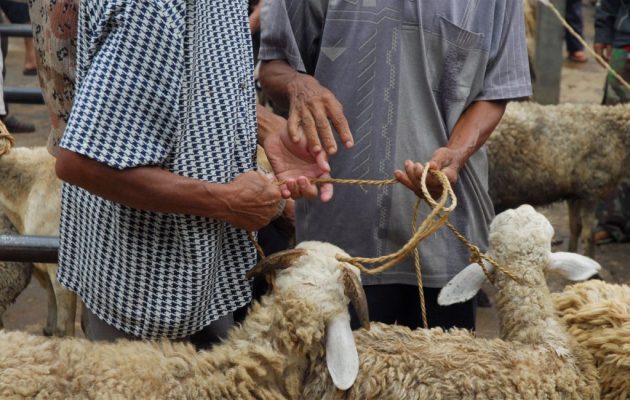 فضل الأضحية وأحكامها