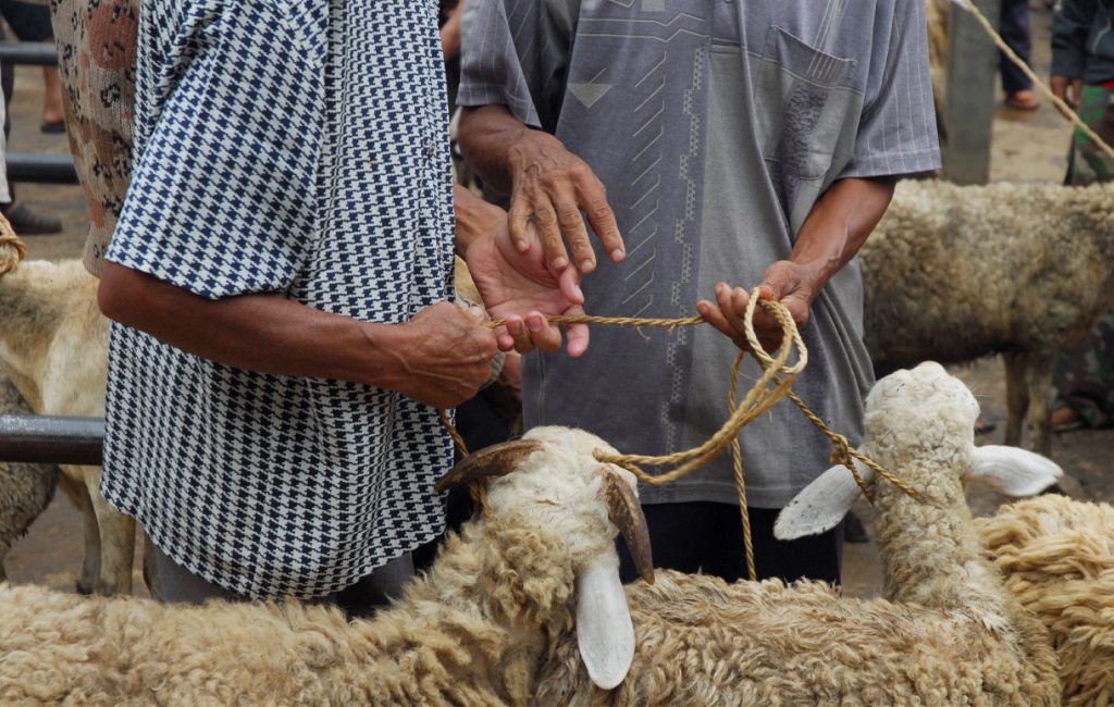 فضل الأضحية وأحكامها