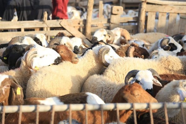 ما هو عمر الأضحية المناسب واهم شروطها؟